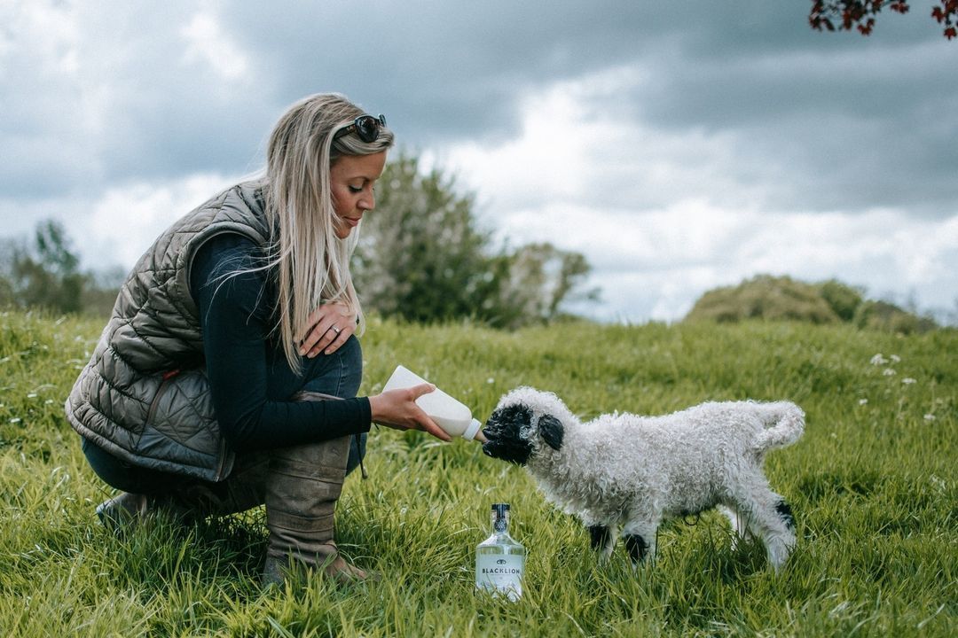Diversification: UK farm makes Europe's first sheep's milk vodka