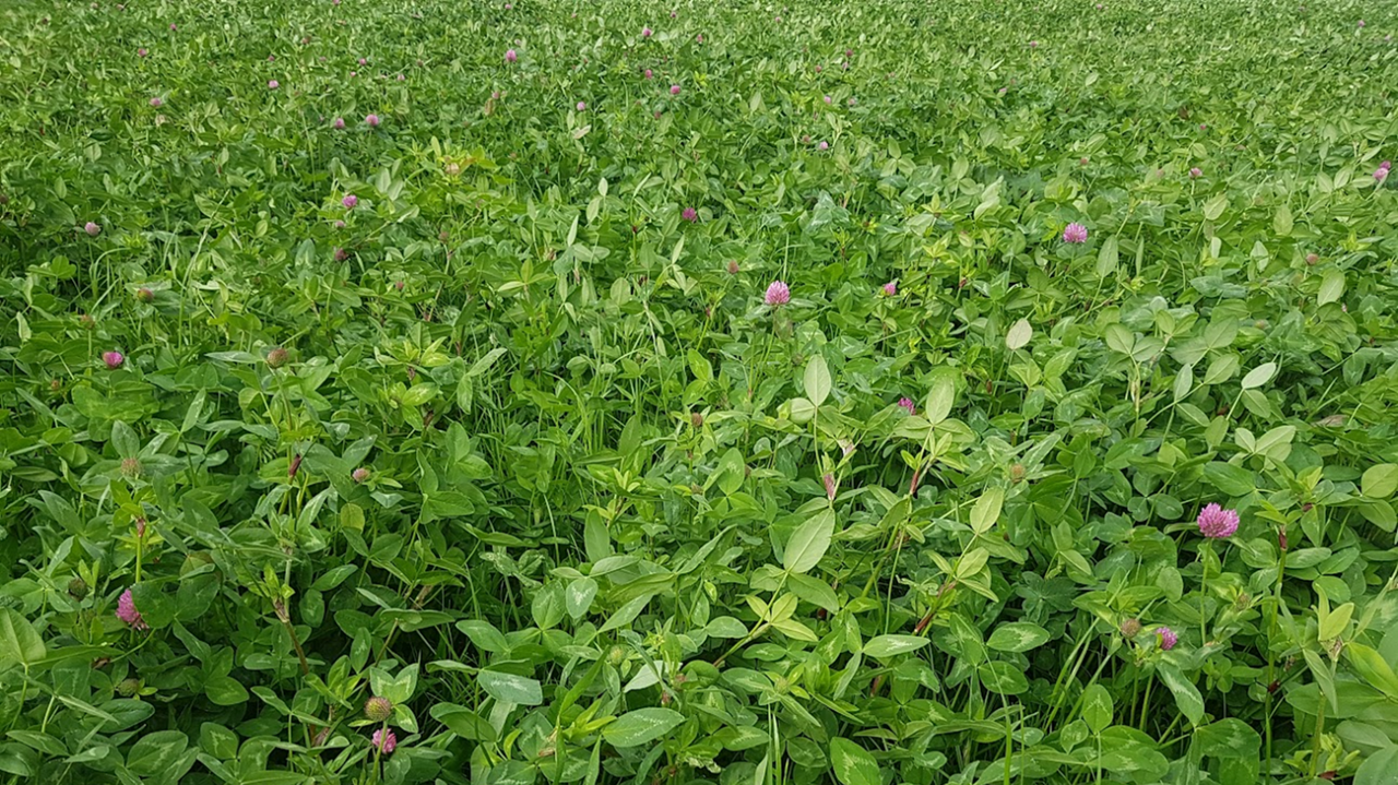 Savings of up to €8.40/bale with red clover silage swards