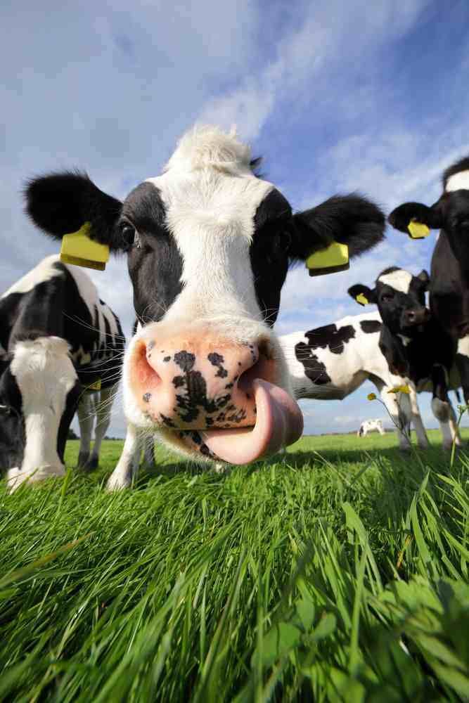 Pics: A selection of photos from Cow Appreciation Day