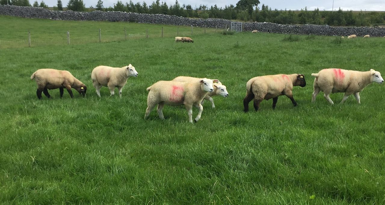 Sheep Trade: Hoggets rise a further 20c/kg since last Monday