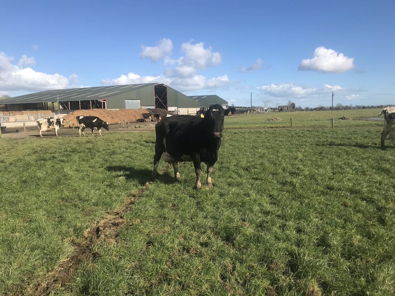 Farm walk: Breeding a balanced herd in Louth