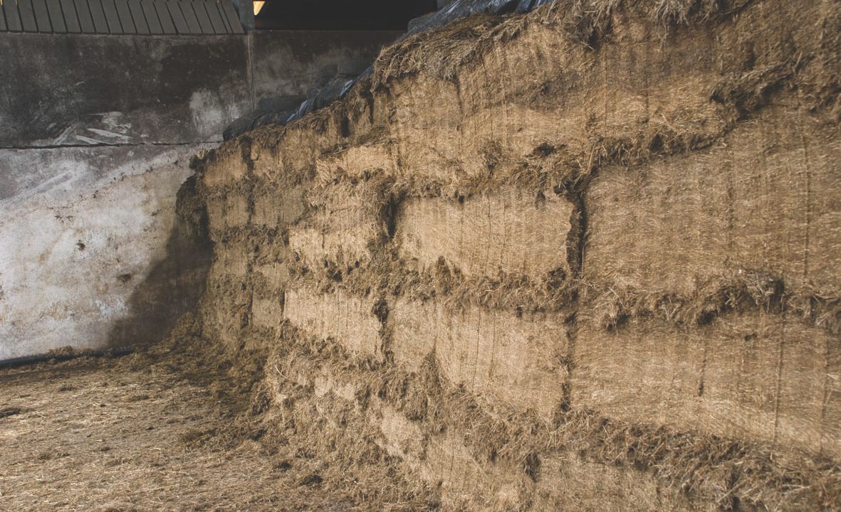 Mycotoxins in grass silage to be investigated by Agrisearch