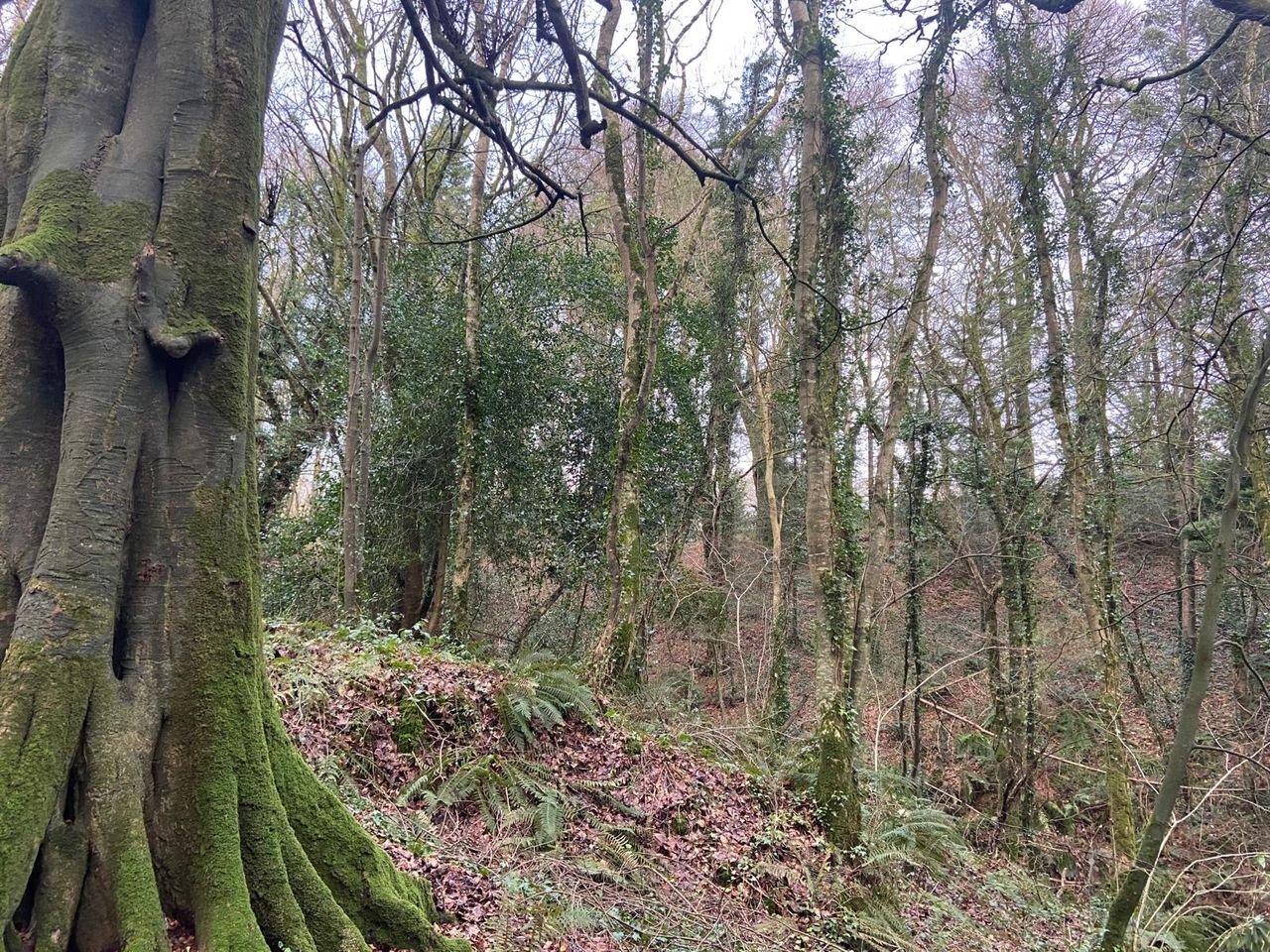 Minister: DAFM is ready to reach forestry targets
