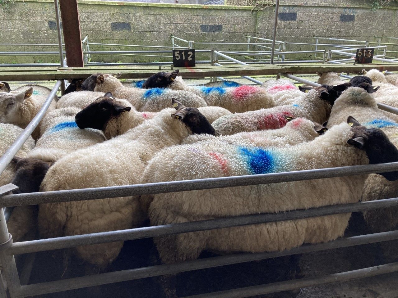 Sheep trade: Cull ewe prices continue to decline