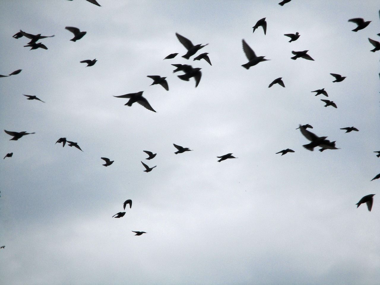 No bird flu outbreaks in 2026 to date in Ireland but vigilance urged