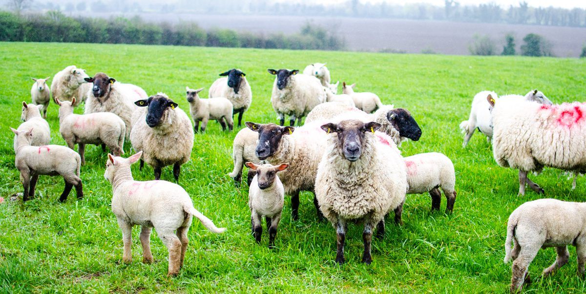 Map: How many sheep are there in Ireland?
