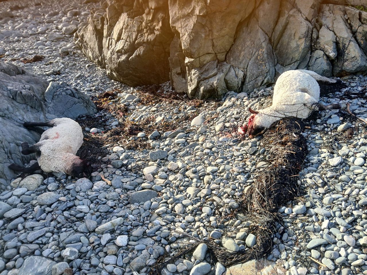 Galway farmer left with dead and missing sheep after dog attack
