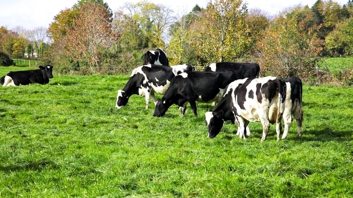 EBI: The key to selecting bulls to boost profitability