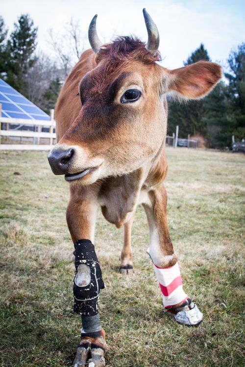 These cow boots were made for walking!