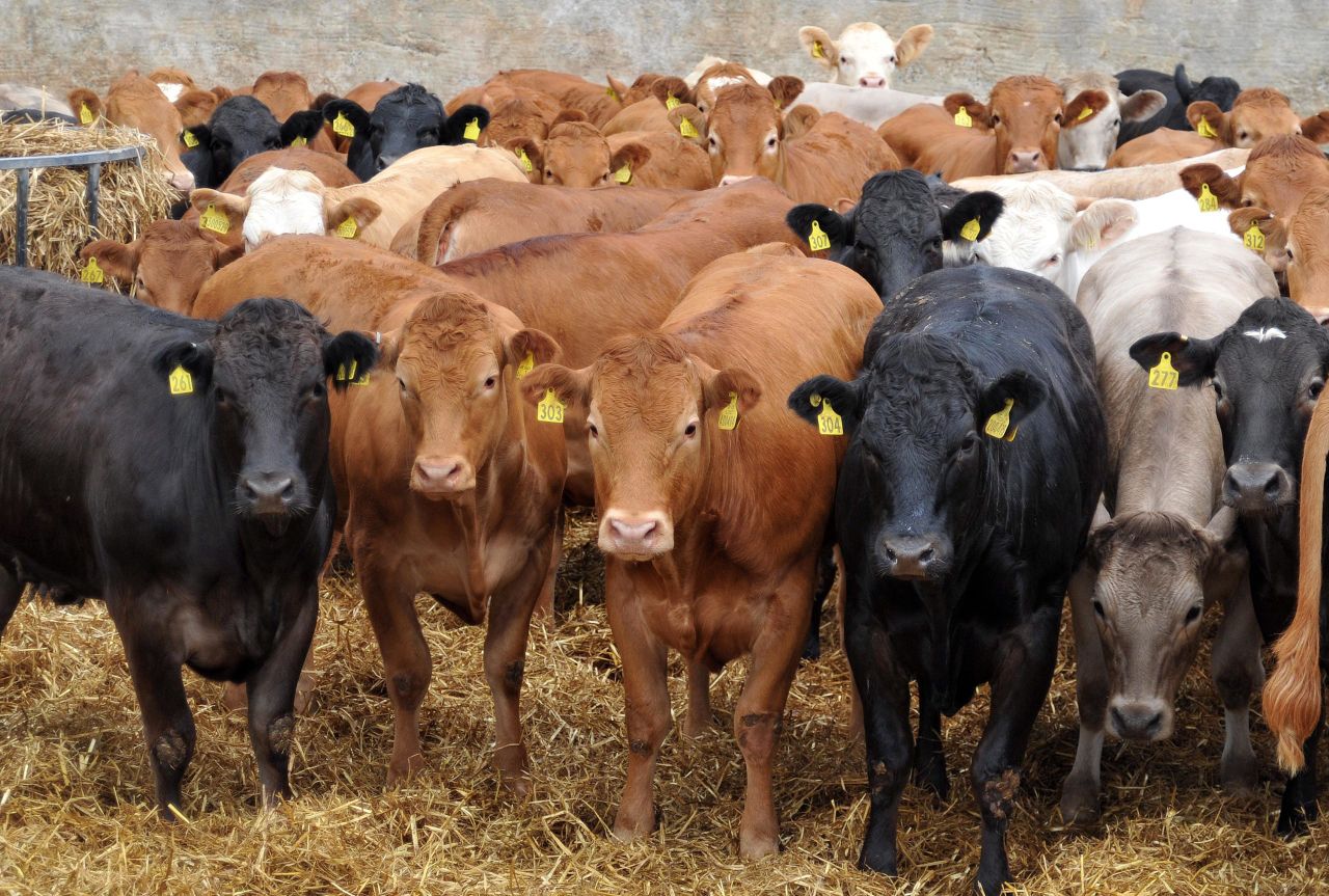 EU methane emissions from agriculture down 22% since 1990