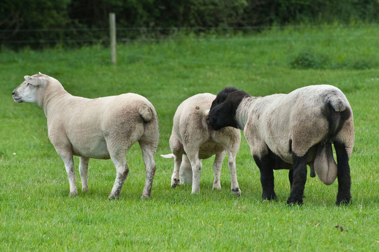 Preparing for the breeding season on sheep farms