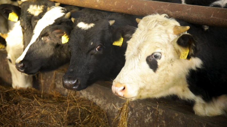 Exclusion of dairy farmers from BEAM 'discriminatory' - IFA