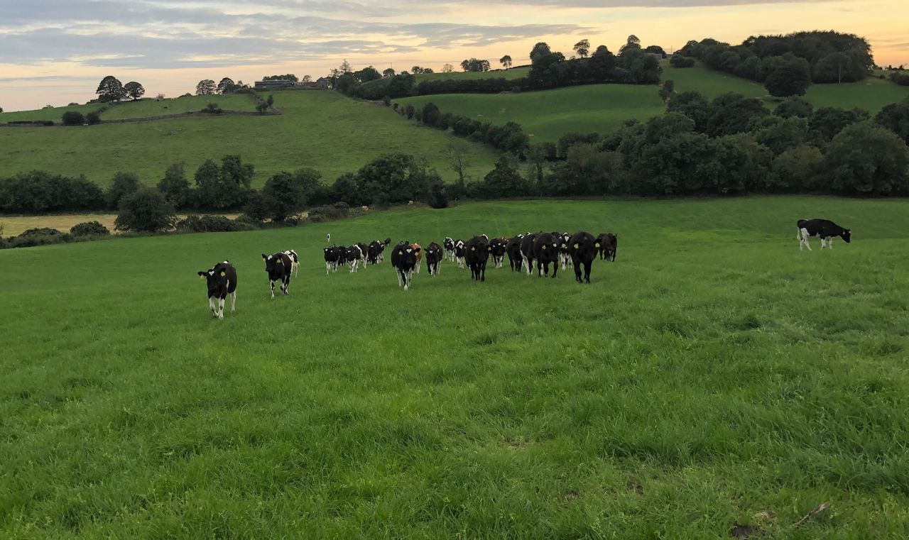 Weather conditions may offer perfect environment for lungworm to develop