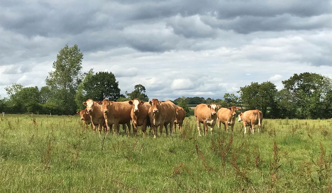 ICSA: Farmers unsure about ability to keep producing