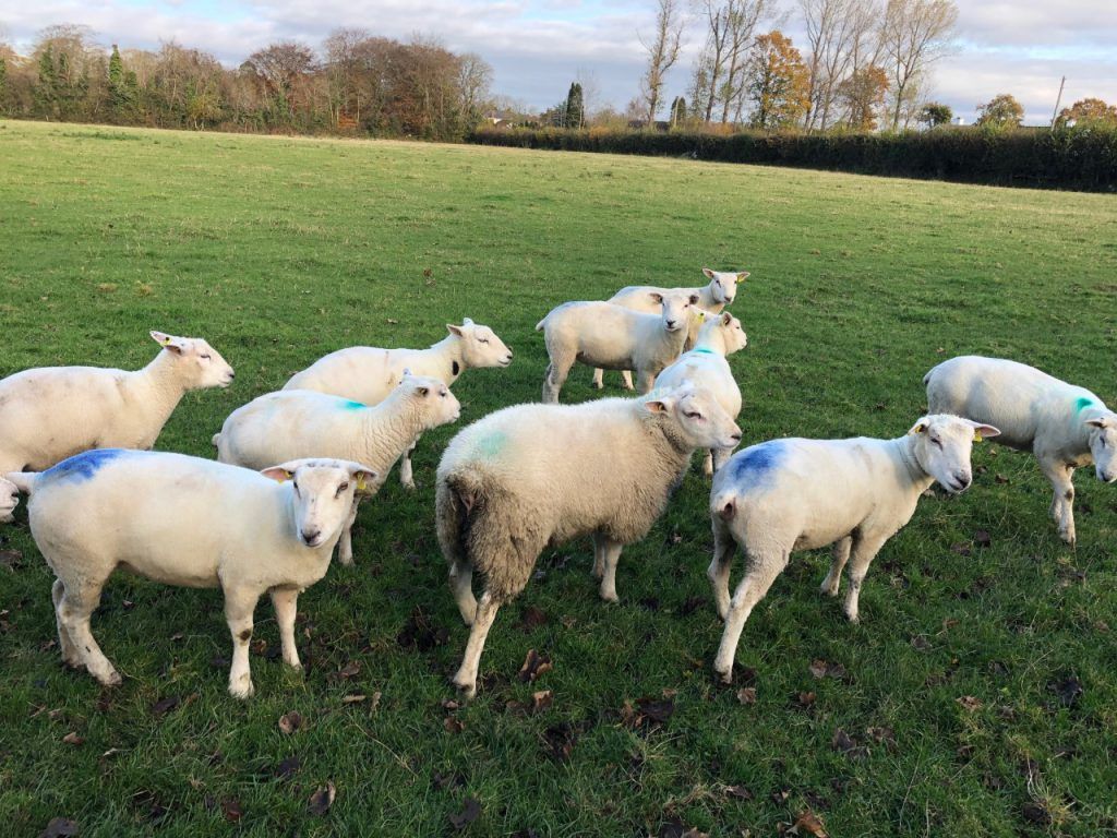 Genotyping: Society subsidies bring cost to €5/head in cases