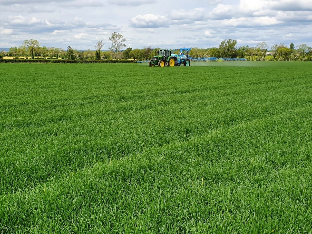 Spring beans: Botrytis populations becoming resistant to fungicides