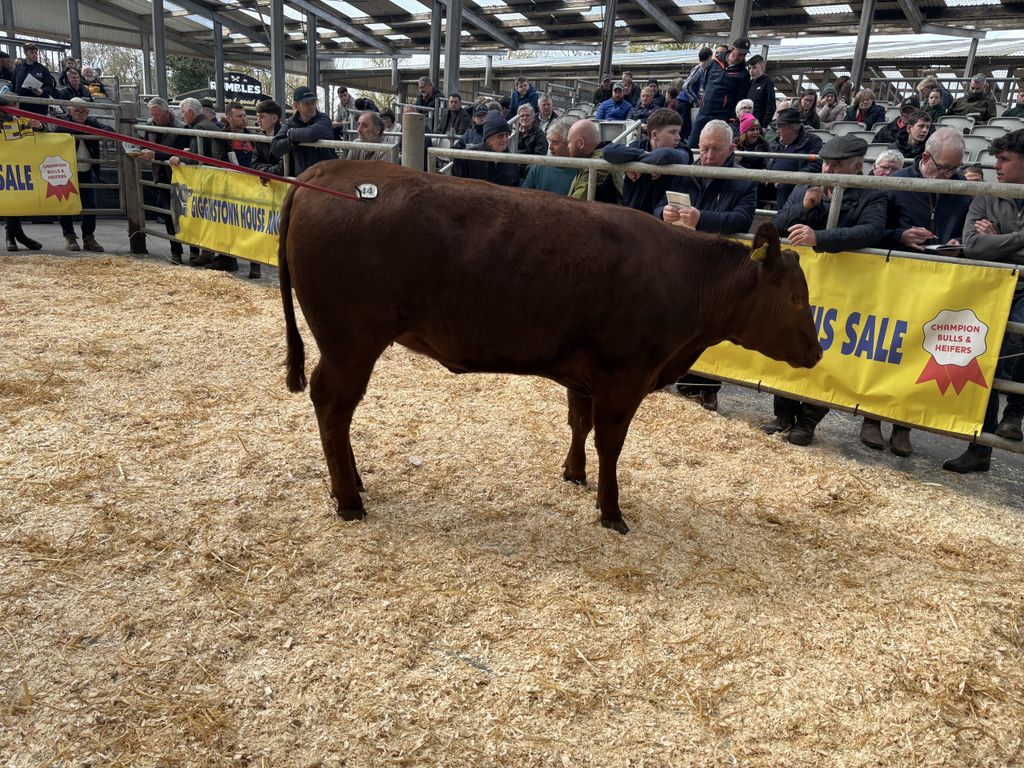 Lot 44 Gigginstown Red Tigerliss sold at €5,100.