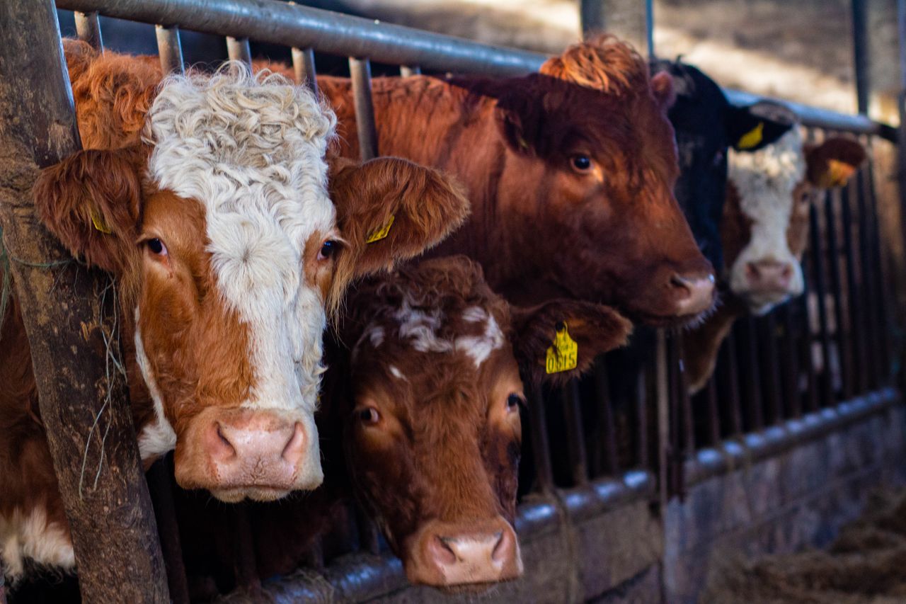 Beef trade: Factories remain hungry, as supplies continue to tighten