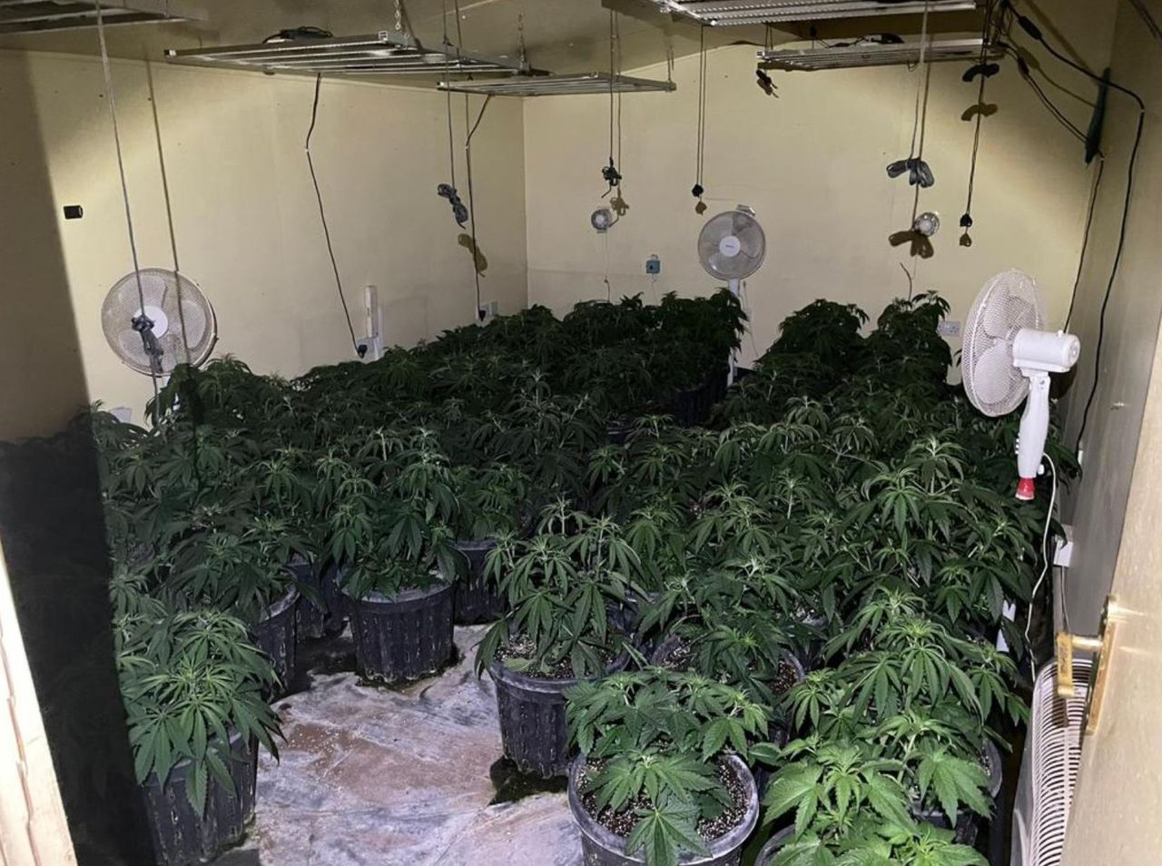 Grow house discovered in shed in Co. Meath