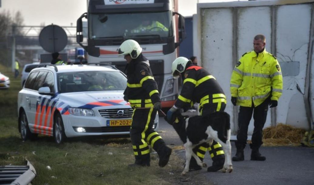 100+ Irish calves killed in crash in Netherlands