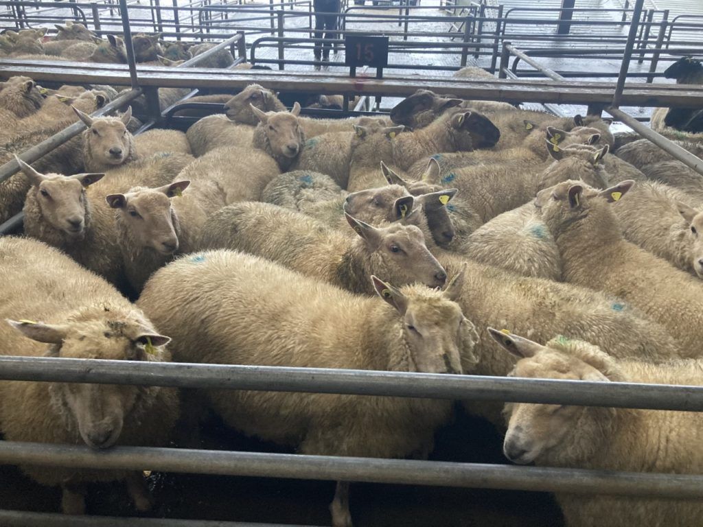 Series of lamb cuts sees over €11 wiped off a 22.5kg carcass