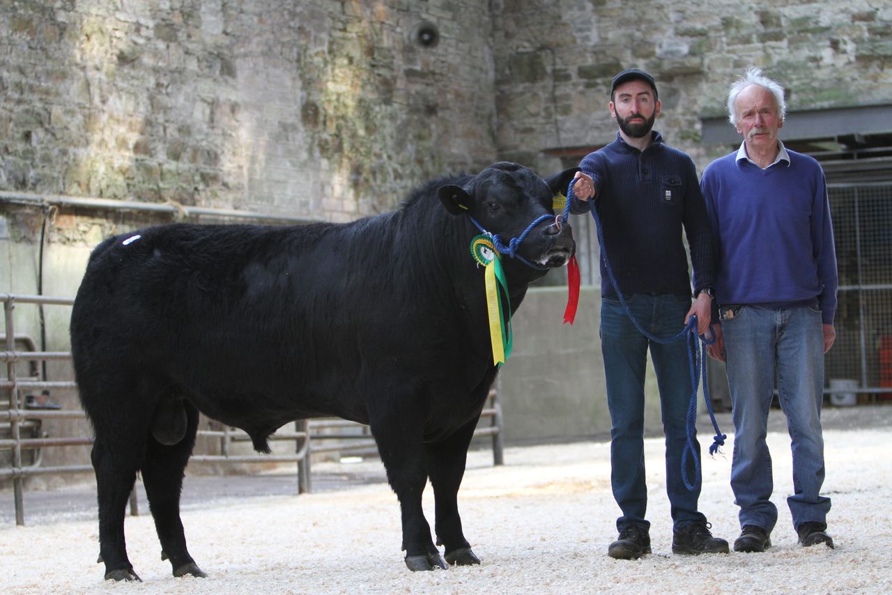 Munster Aberdeen Angus club sets sale record of €5,100