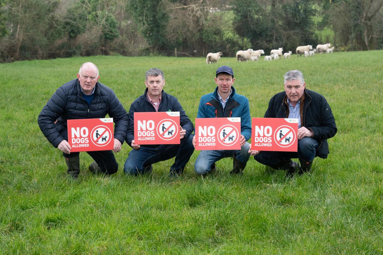 IFA launches 2024 ‘No Dogs Allowed’ campaign as lambing is underway