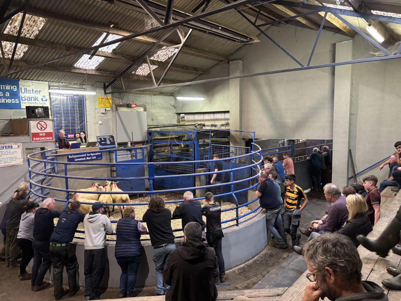 Mart report: Mixed trade in breeding sheep sale at Ballyjamesduff Mart