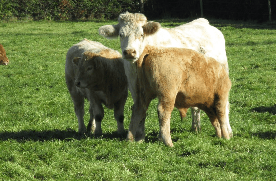 'Best practice' code on 'responsible' antibiotic use revealed