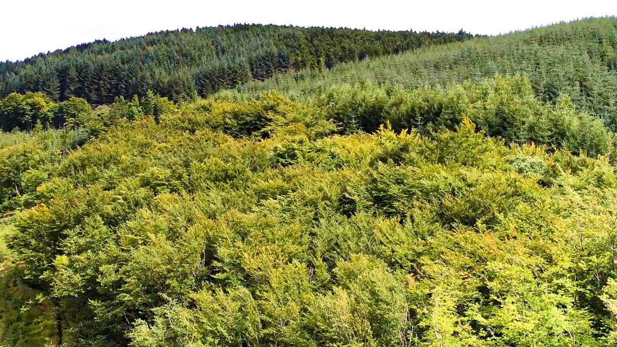 'It should be easy to sort these people out' - Healy-Rae on 'serial forestry objectors'