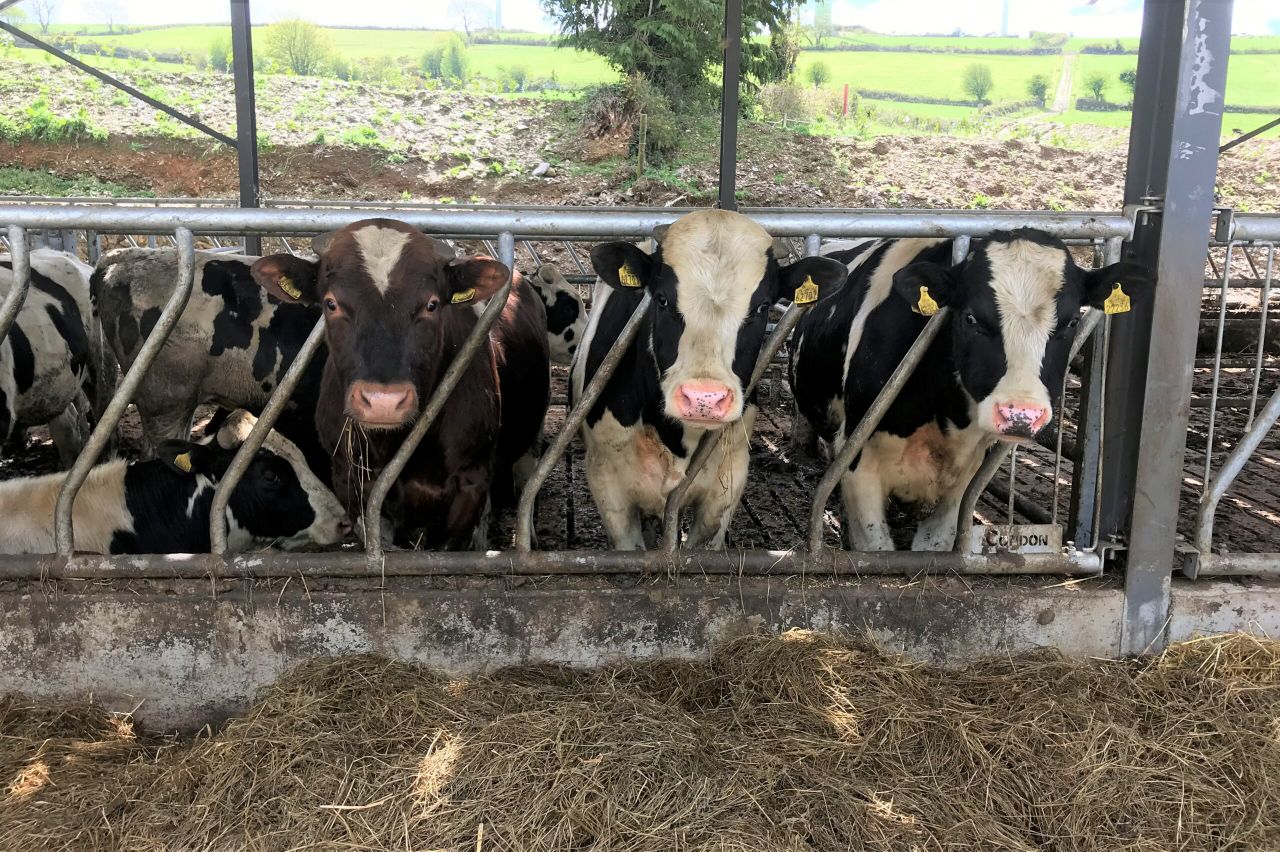 A consignment of 2,400 bulls loaded and on route to Libya