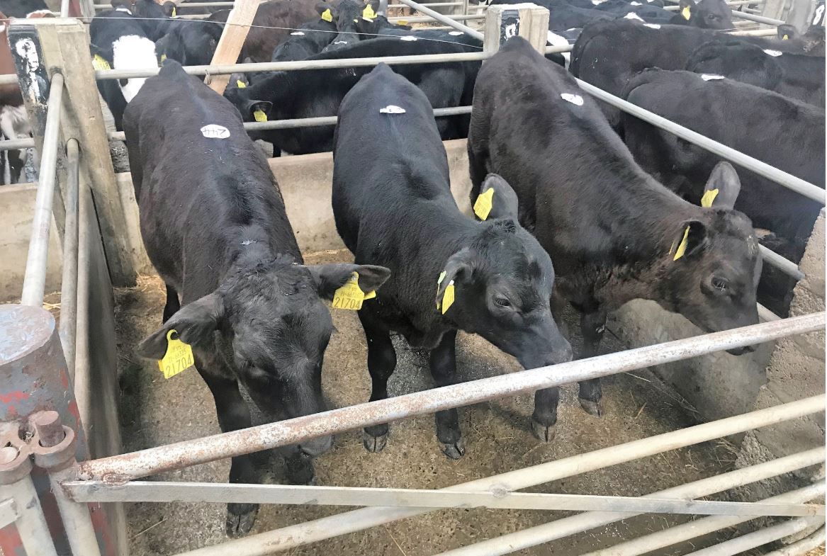 ICBF and Teagasc to pilot new calf index for spring 2020