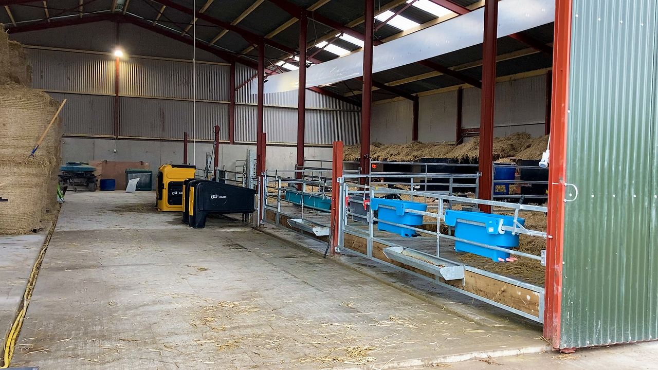 What is involved in the successful weaning of calves?