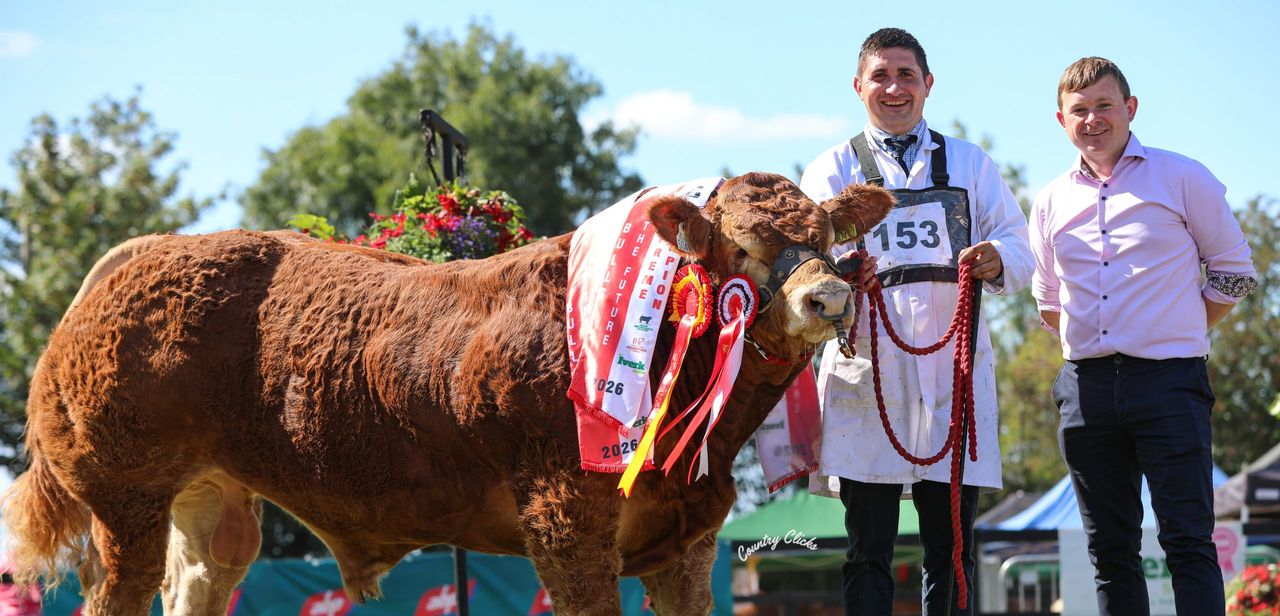 Limousin bull crowned supreme champion at 200th Iverk Show
