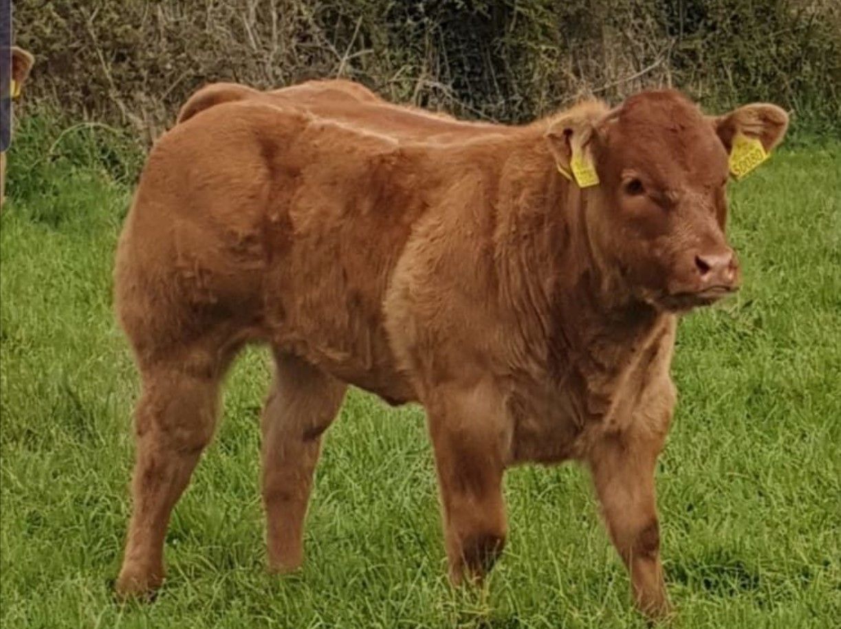 Pics: Top cattle to go under hammer in Ballinakill this weekend