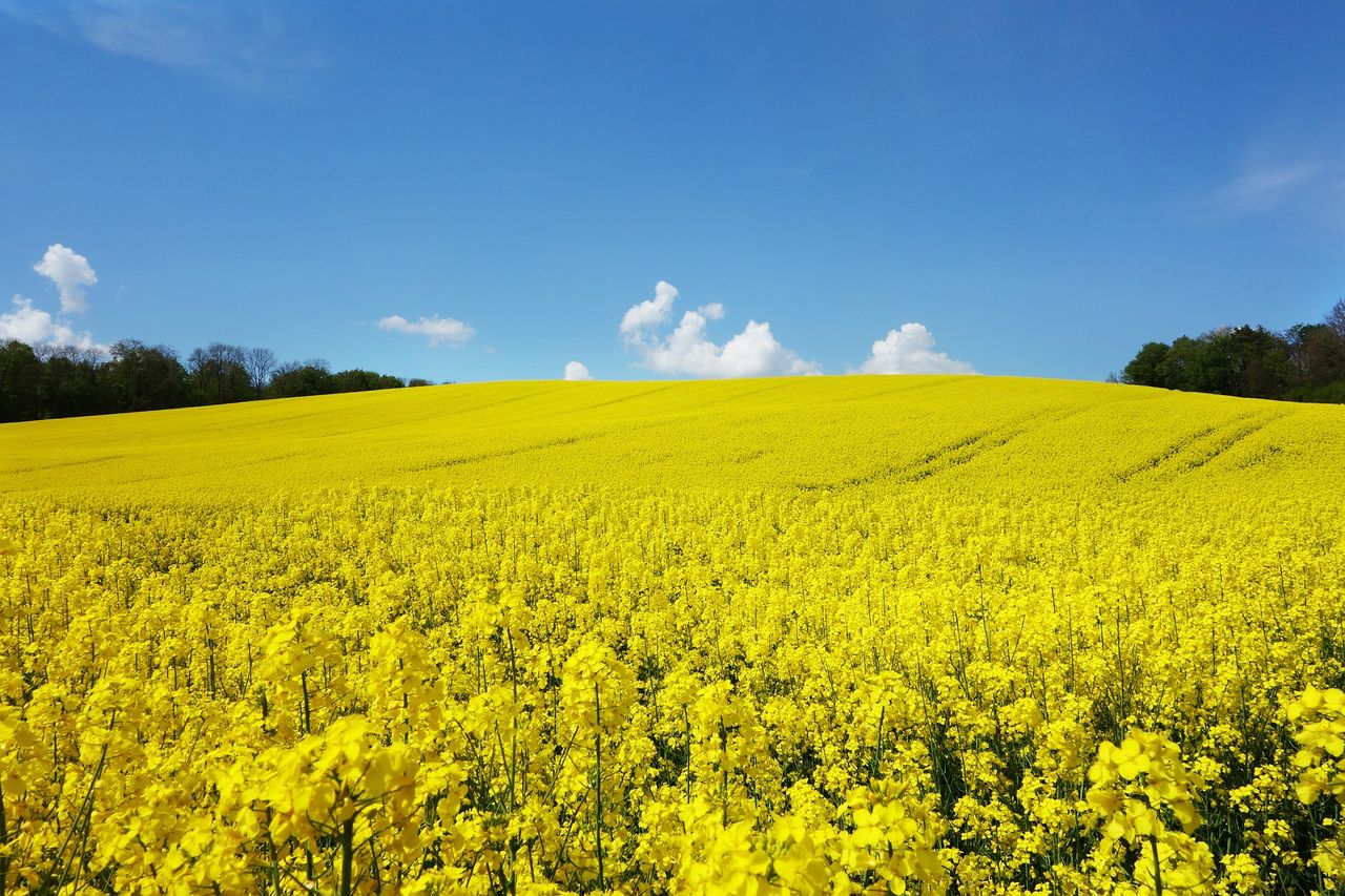 Oilseed rape not a solution to soil compaction problems