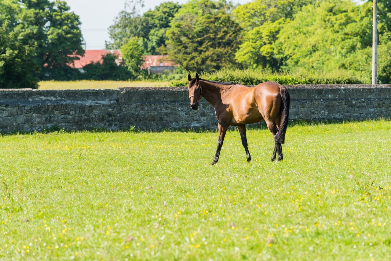 Suspension of point-to-point racing to have 'very serious financial implications'