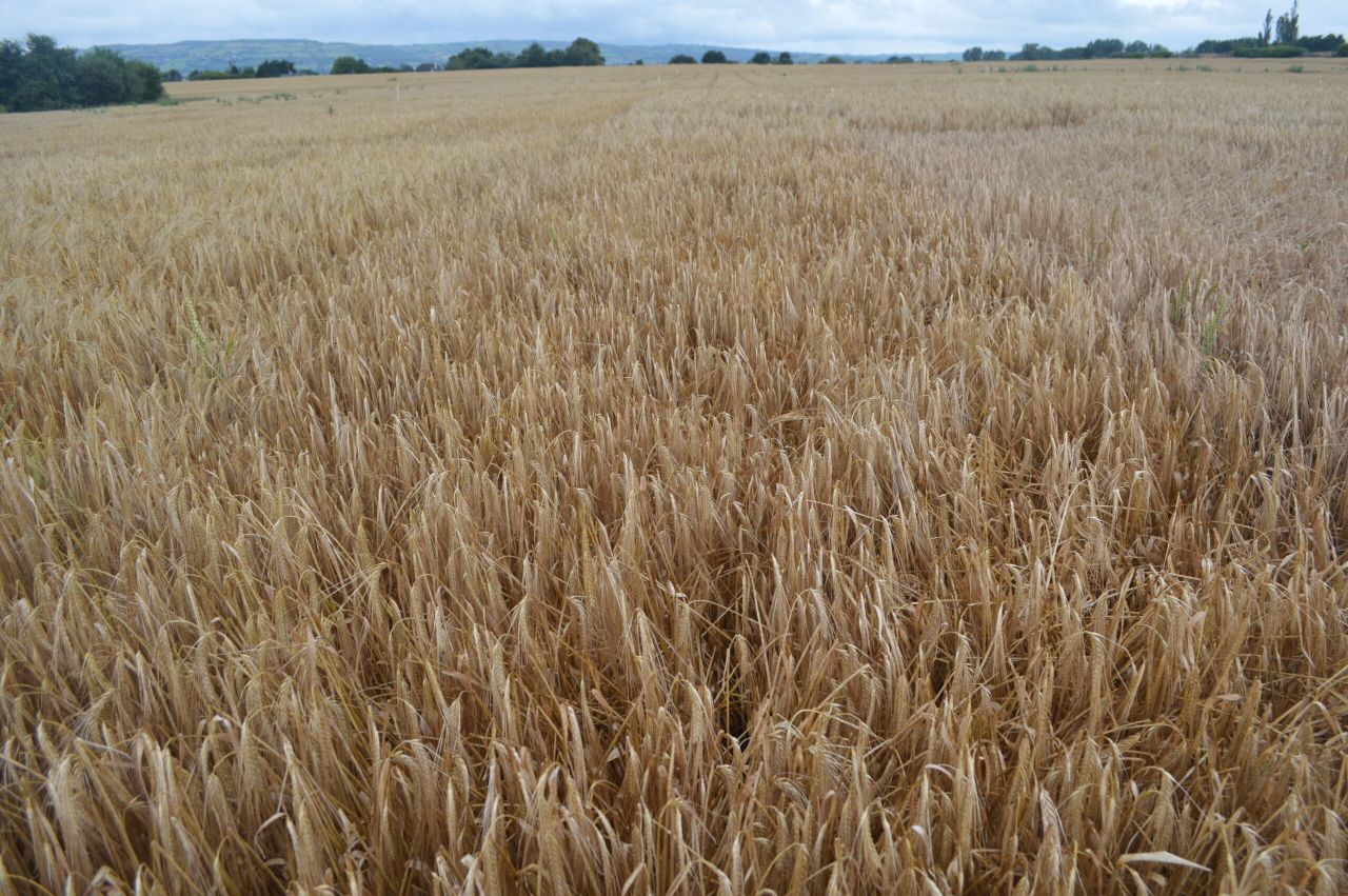 Reducing the risk of brackling...a farmer's view