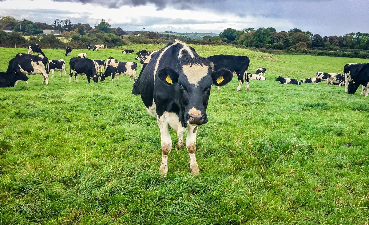 Executing the plan perfectly on a Co. Sligo dairy farm