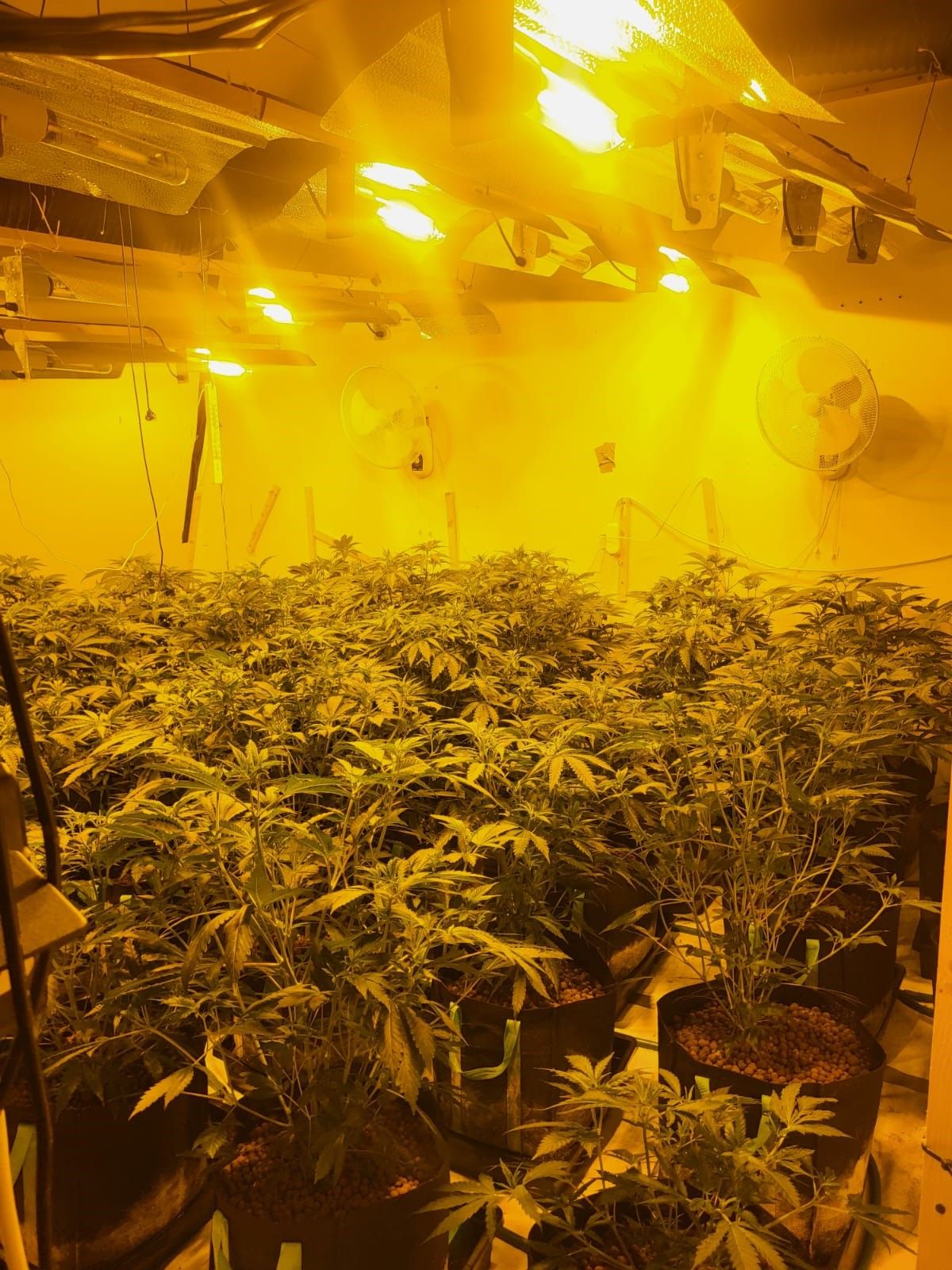 Gardaí discover cannabis grow houses in rural Galway properties