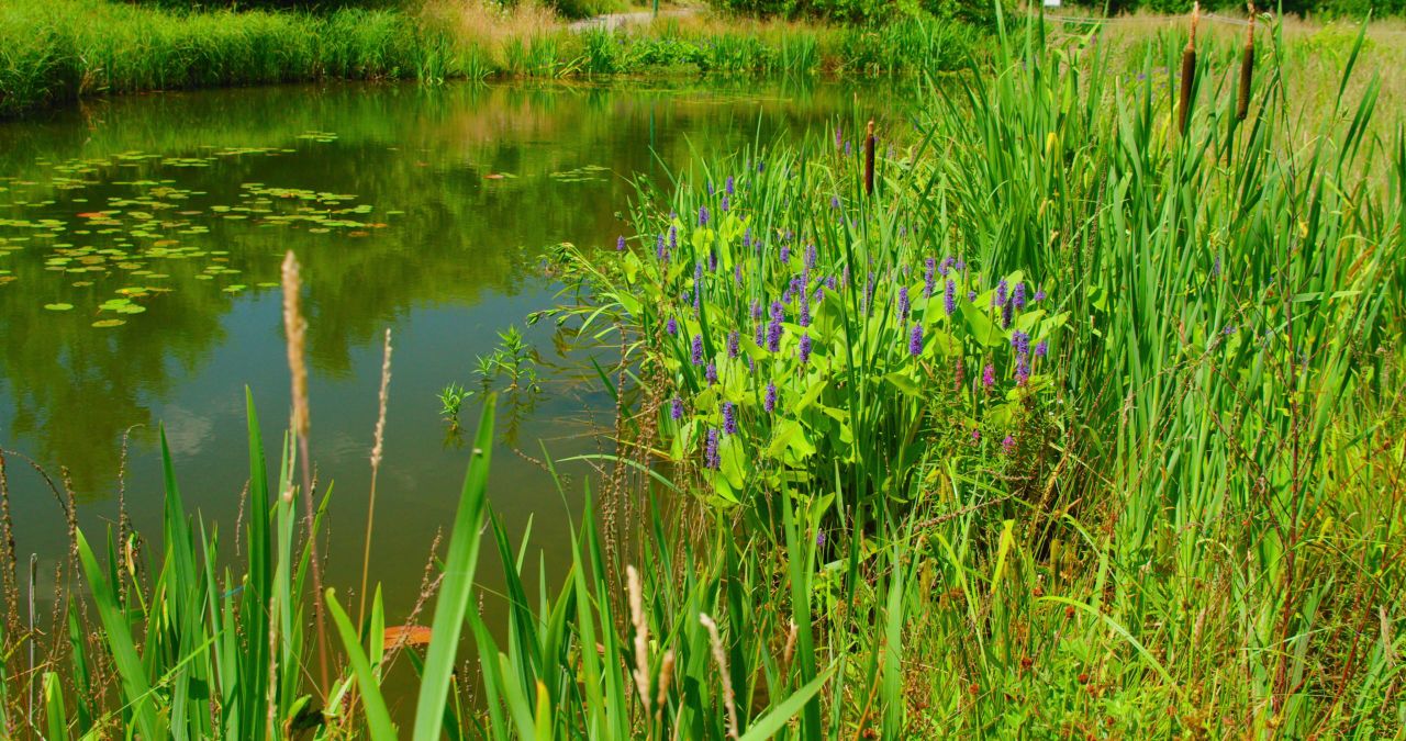 €205,000 invested in farm biodiversity projects in 2025 - ReFarm