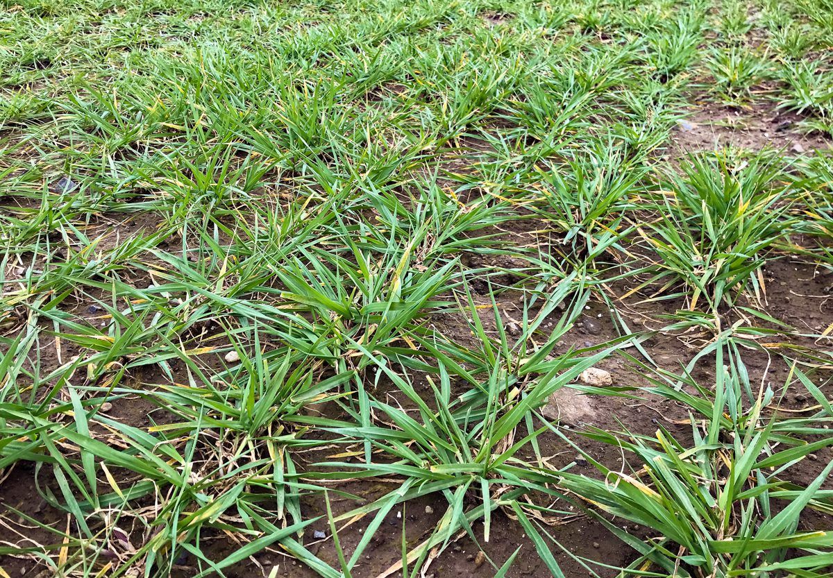 Tillage: Management of nitrogen in late-sown malting barley