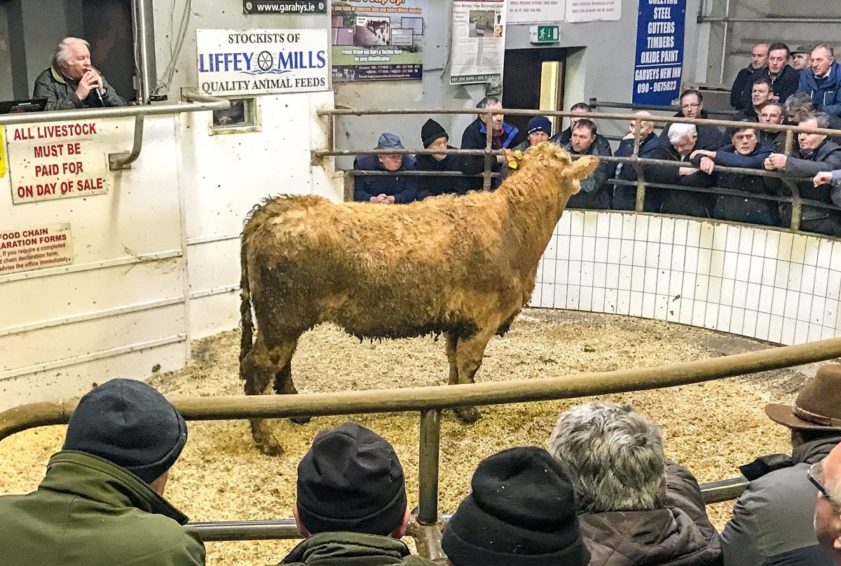 Mart trade: Weather slows momentum at the ringside