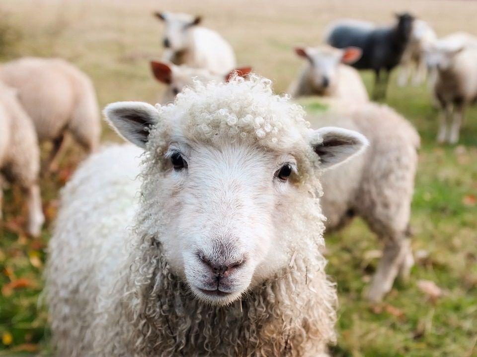 Top tips for managing beef and sheep enterprises - for June