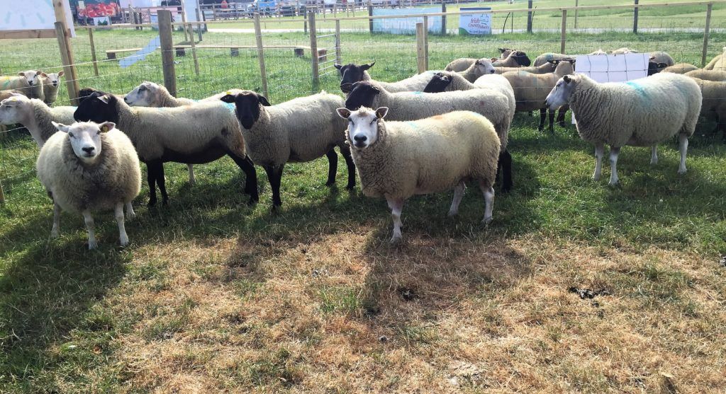 'New Zealand is achieving 3 times the rate of genetic gain to Ireland at present'
