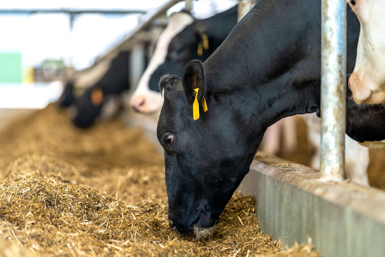 Fodder: Minister ‘doing the groundwork’ before action taken