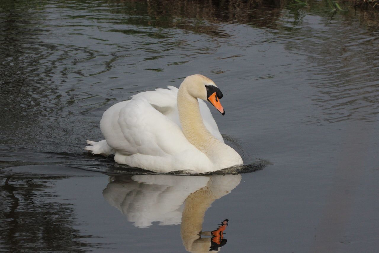 Tipperary farmer fined €1,000 for killing 2 swans
