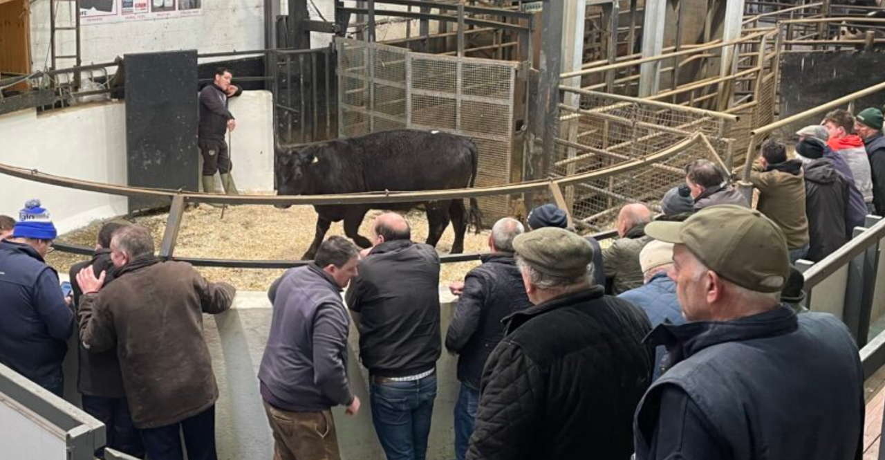 7-month buyers outpriced in current store cattle trade