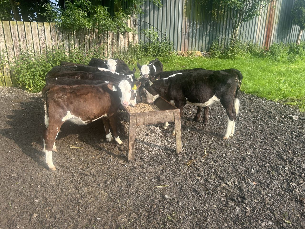 Managing stomach &amp; lungworm in calves in damp, warm conditions