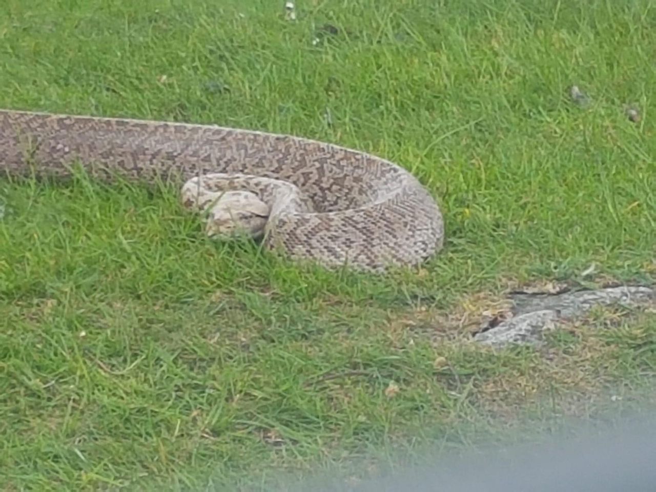 Farmer discovers 5ft Burmese python on lands in Wicklow
